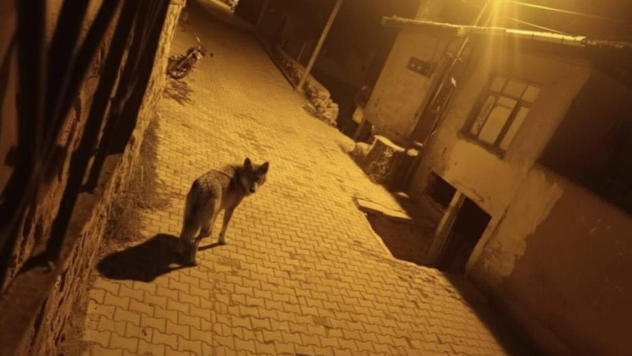 Ankara'da aç kalan kurtlar şehre indi