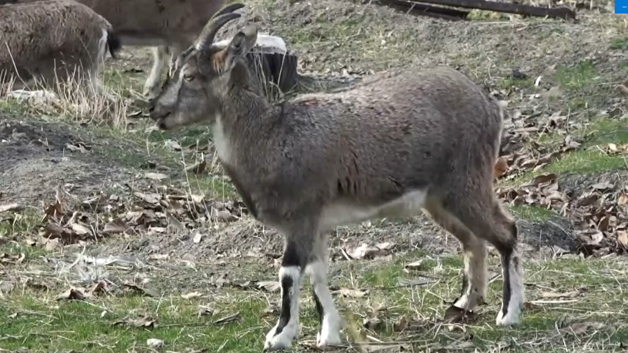 Çemişgezek'te mucize: Nesli tehlike altındayken çoğaldılar