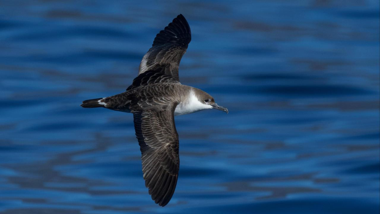 Güney Okyanusu'ndan Türkiye'ye: ilk büyük Yelkovan kaydı