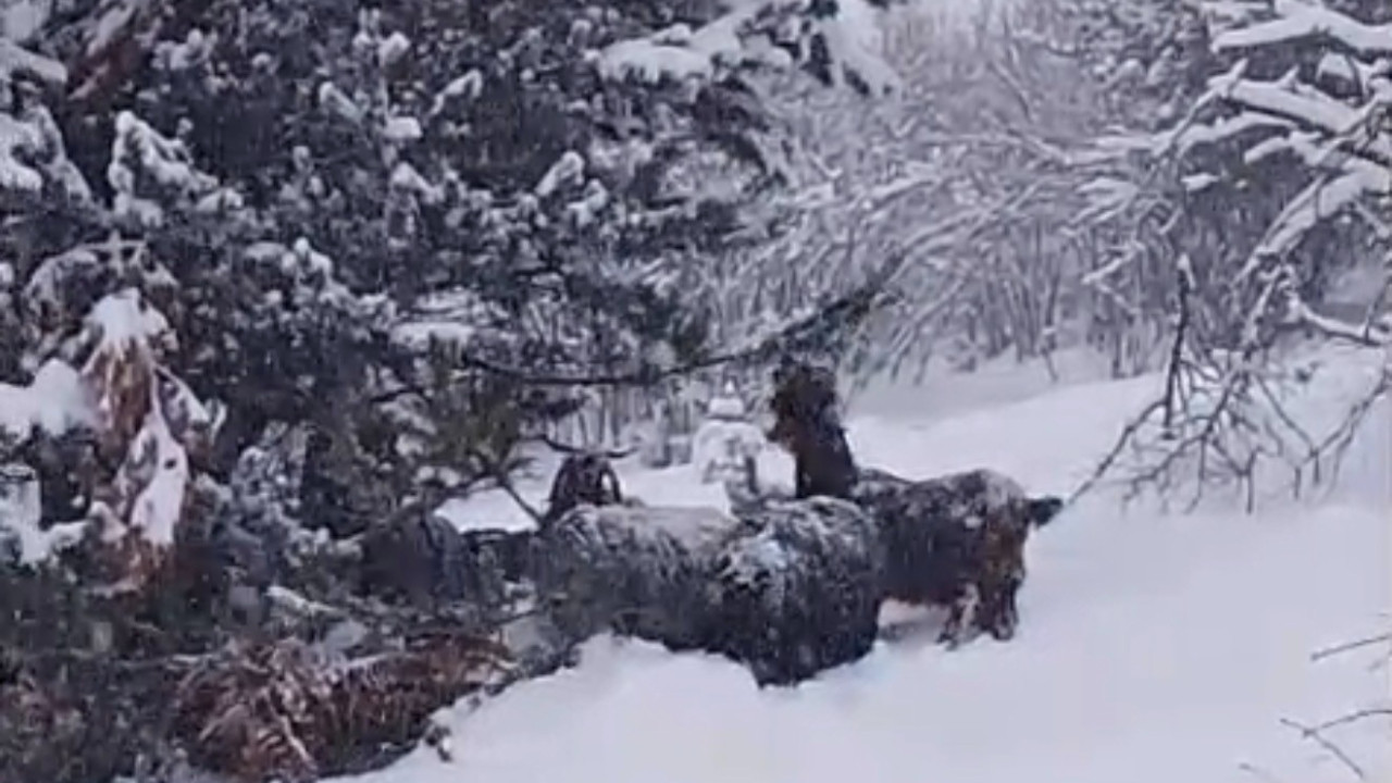 Yaylada kara yakalandı: Türkülerle ısındı