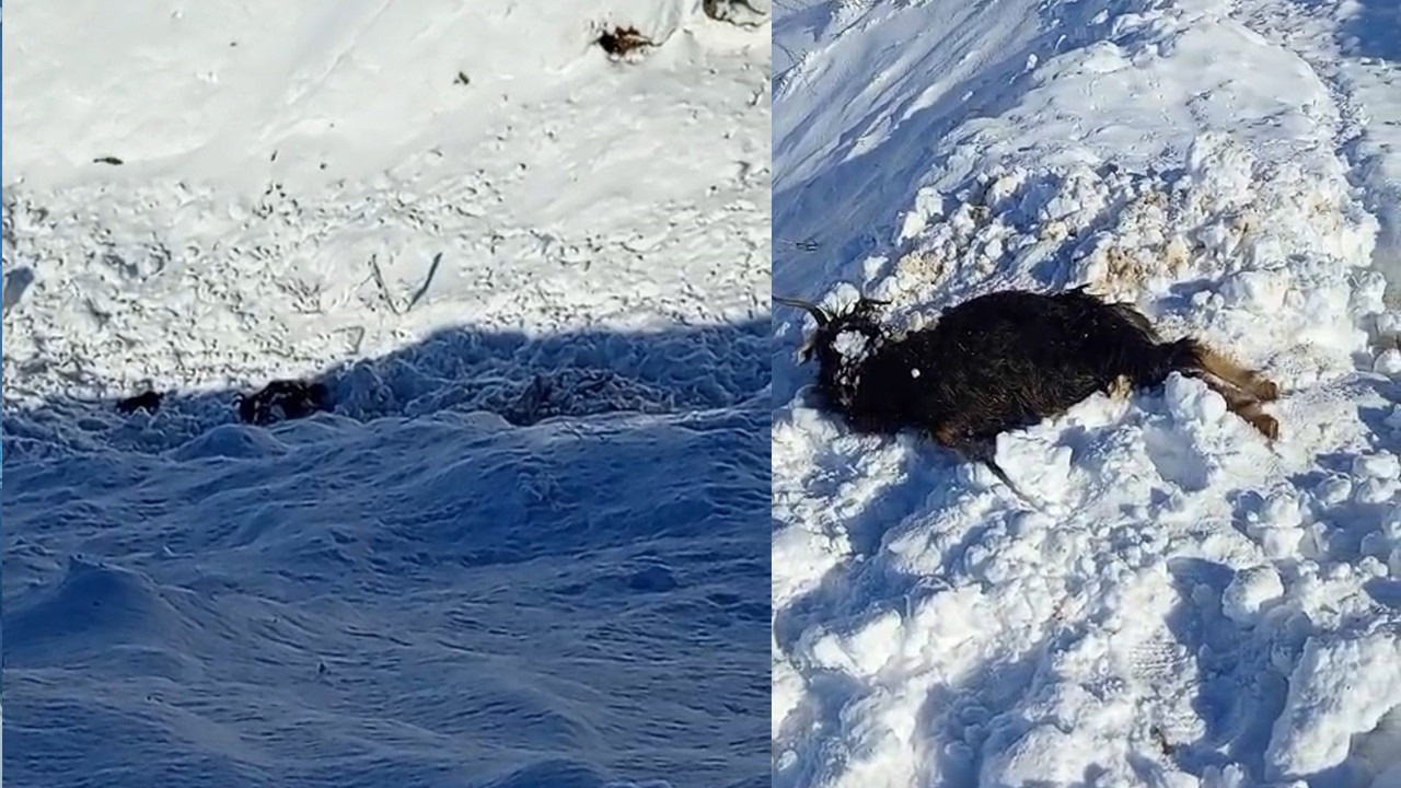 Batman’da çığ felaketi: 45 keçi telef oldu