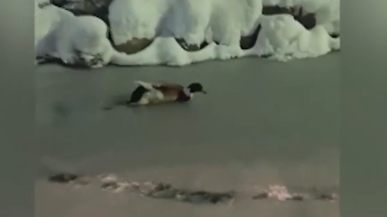 Göl buz tuttu: Ördekler yürüyüşe geçti