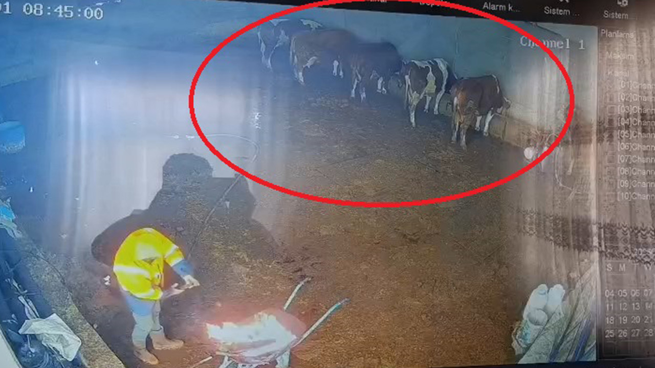 Kar çatıyı çökertti: İnekler enkaz altında kaldı