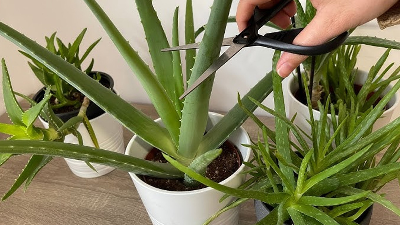 Kozmetik dünyasının favorisi: