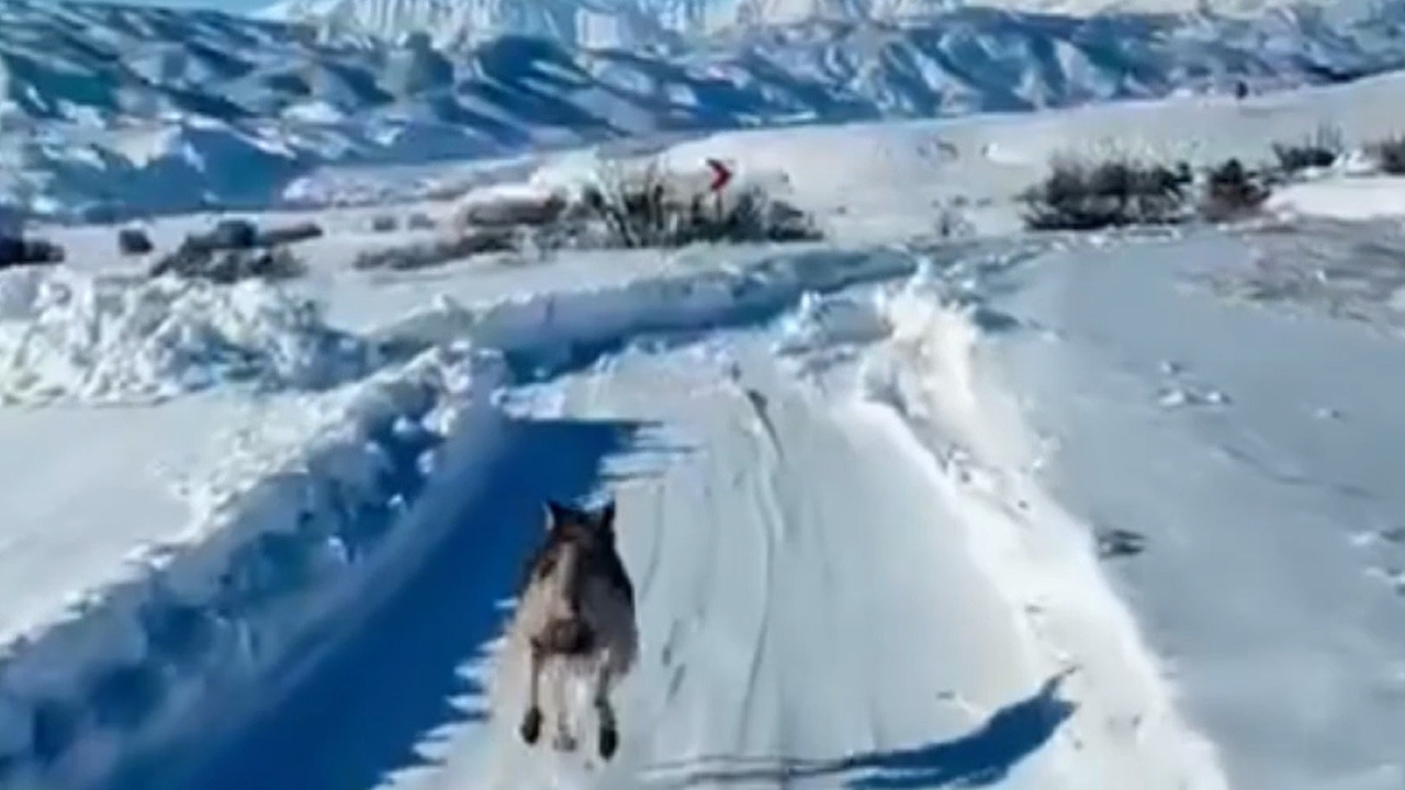 Kurt Ambulansa rehberlik etti: Hasta güvenle hastaneye yetişti