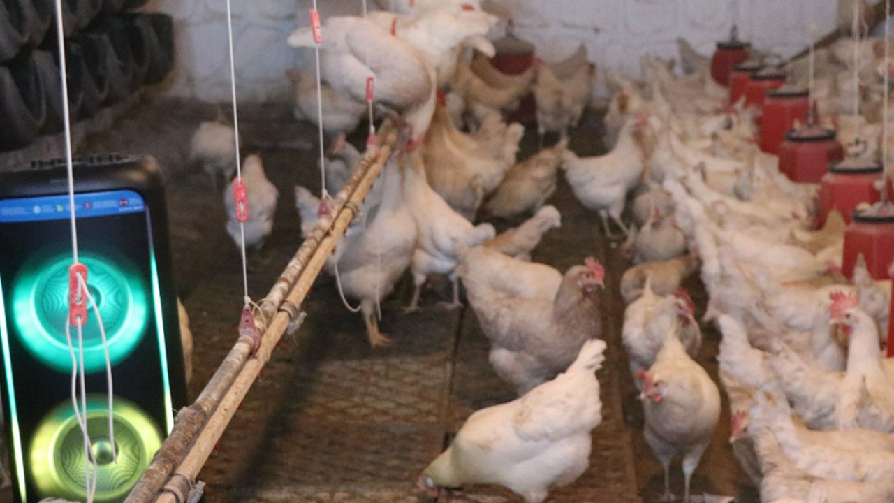 Kayseri’de ilginç yöntem: Tavuklara Türk sanat müziği dinletti, verimi arttırdı