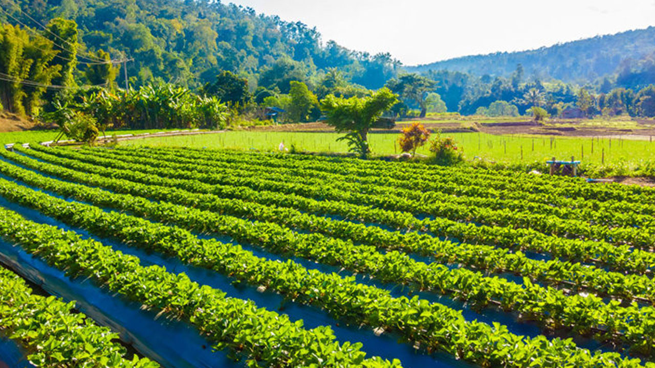 Tarım devi iflas bayrağını çekti