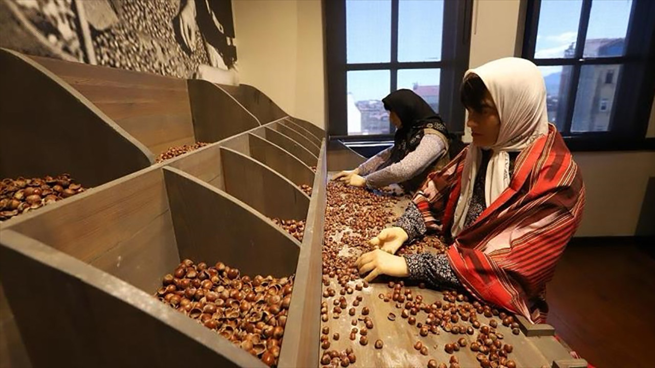 Fındığın sihirli yolculuğu: Ordu müzesi rekor kırdı!
