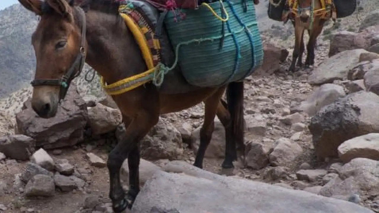 Katırla gelen uyuşturucuya şok baskın: Dağlık arazide felaket