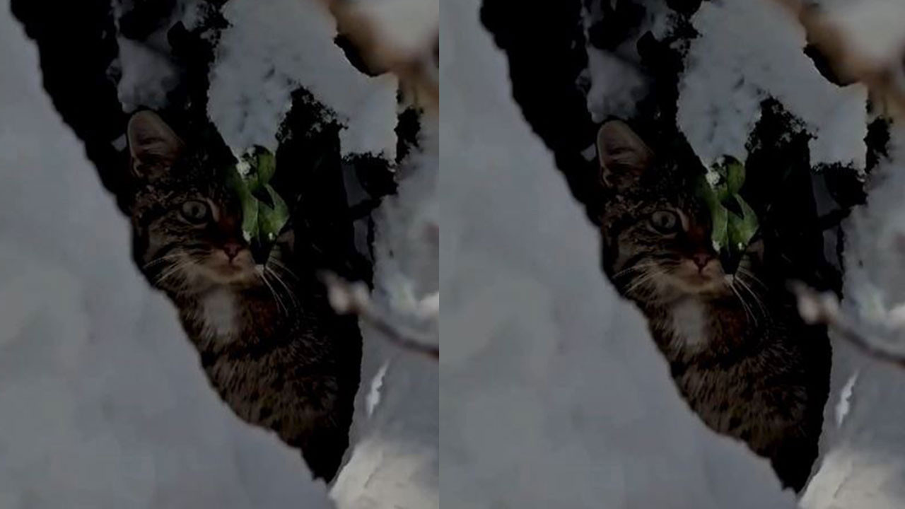 Yaban hayatının sessiz güzelliği: Karlar içinde yaban kedisi görüntülendi