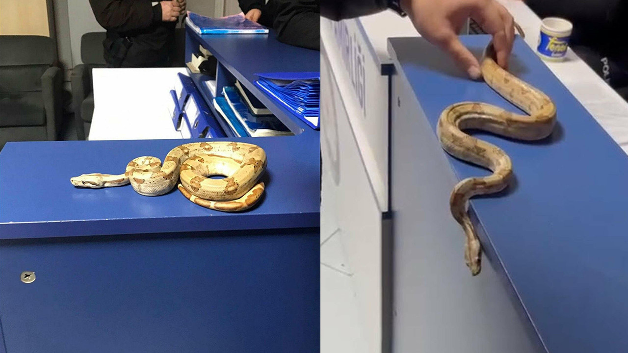 Yılan ile gezmenin bedelini ağır ödedi