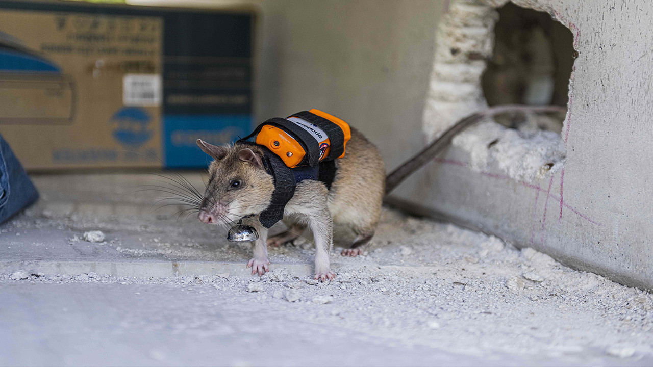 Dünyada ilk kez Türkiye'de: Enkazın derinliklerine fareler girecek
