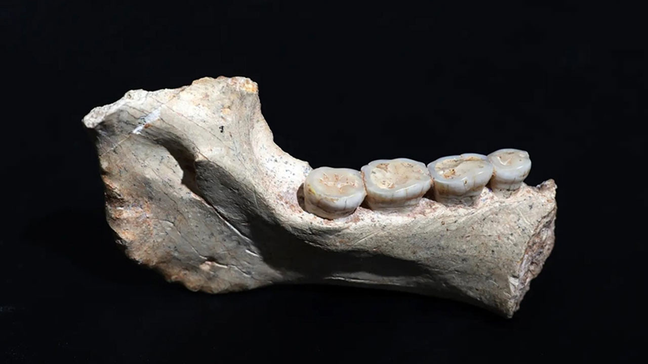 Fas'ta, 773 bin yıl öncesine ait insan fosilleri bulundu