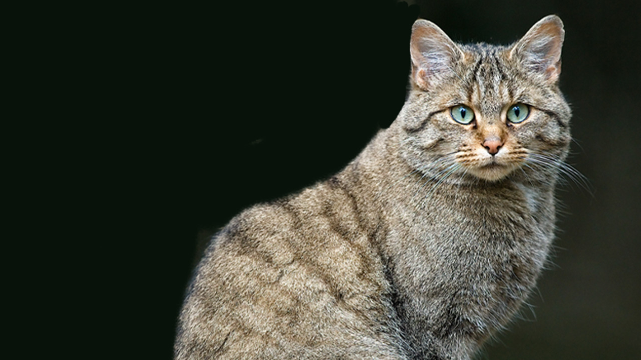 Türkiye'nin en değerli hayvanları açıklandı... Dokunan servet ödeyecek