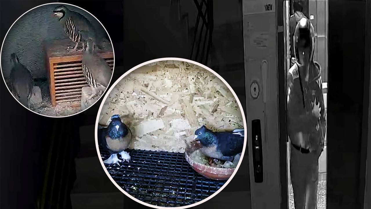 Kasklı gençten şok itiraf: ‘Kuşları çaldım, ama kaçtılar’