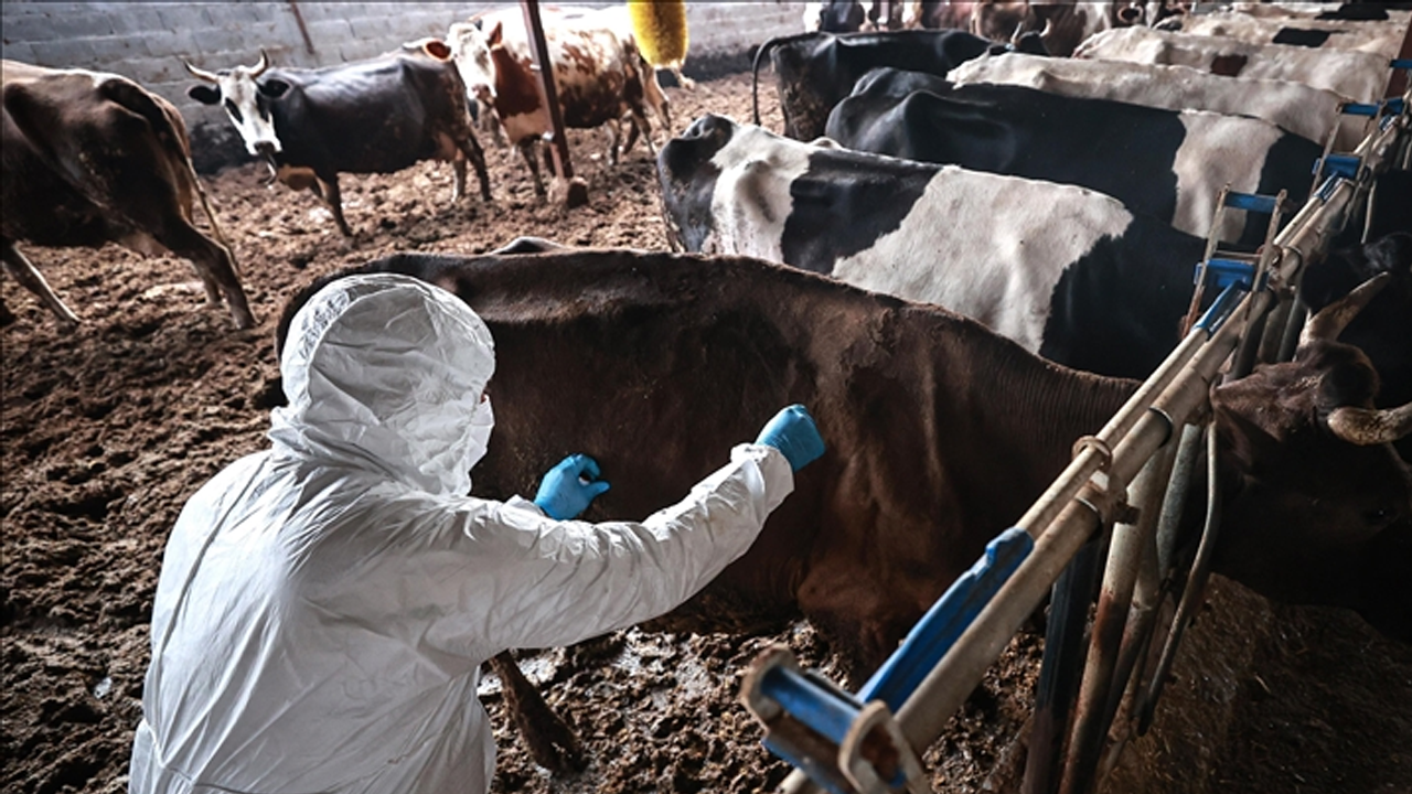 Şap kabusu! Bir ilçede daha hayvan girişi çıkışı yasaklandı