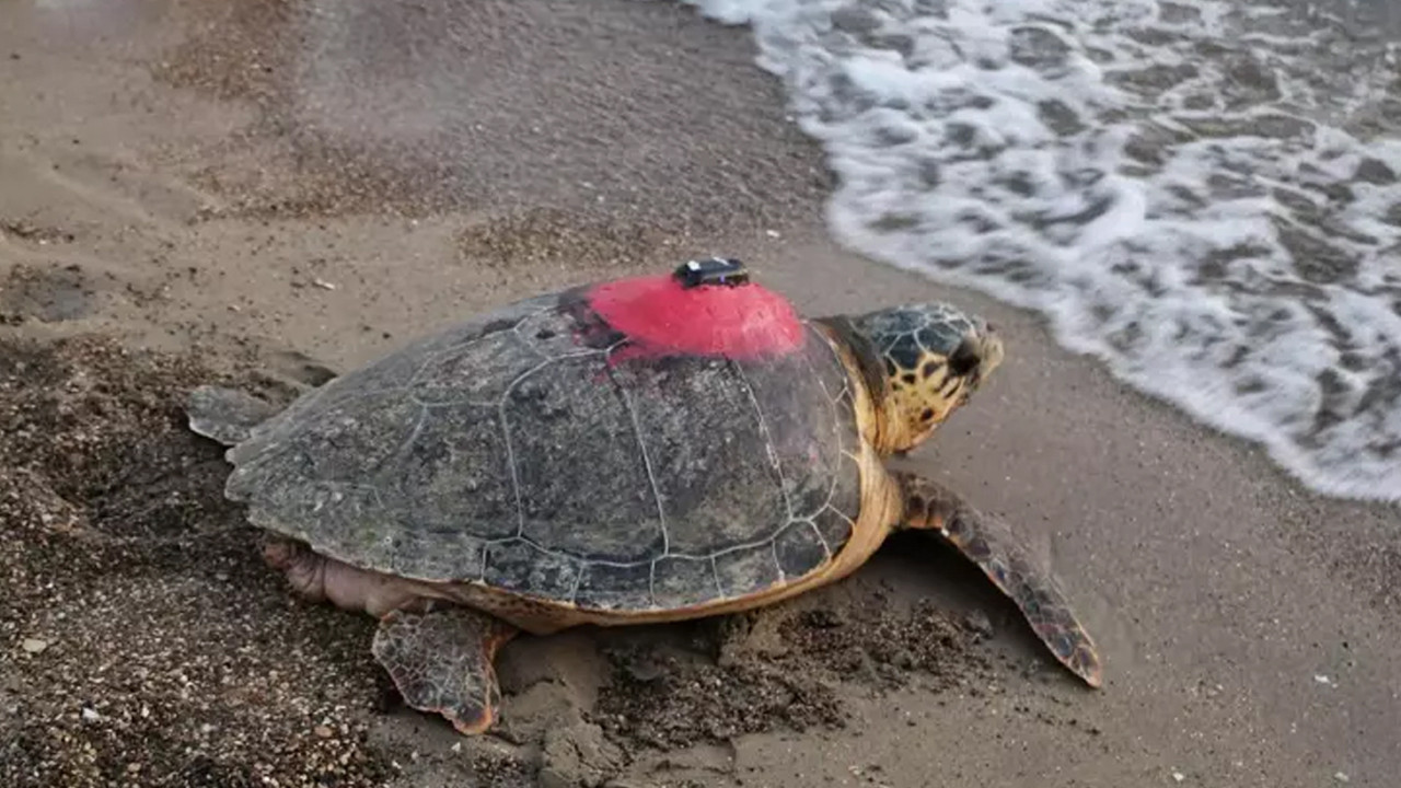 Denizlerin gezgini Tuba’dan 5 ayda tarihi rekor