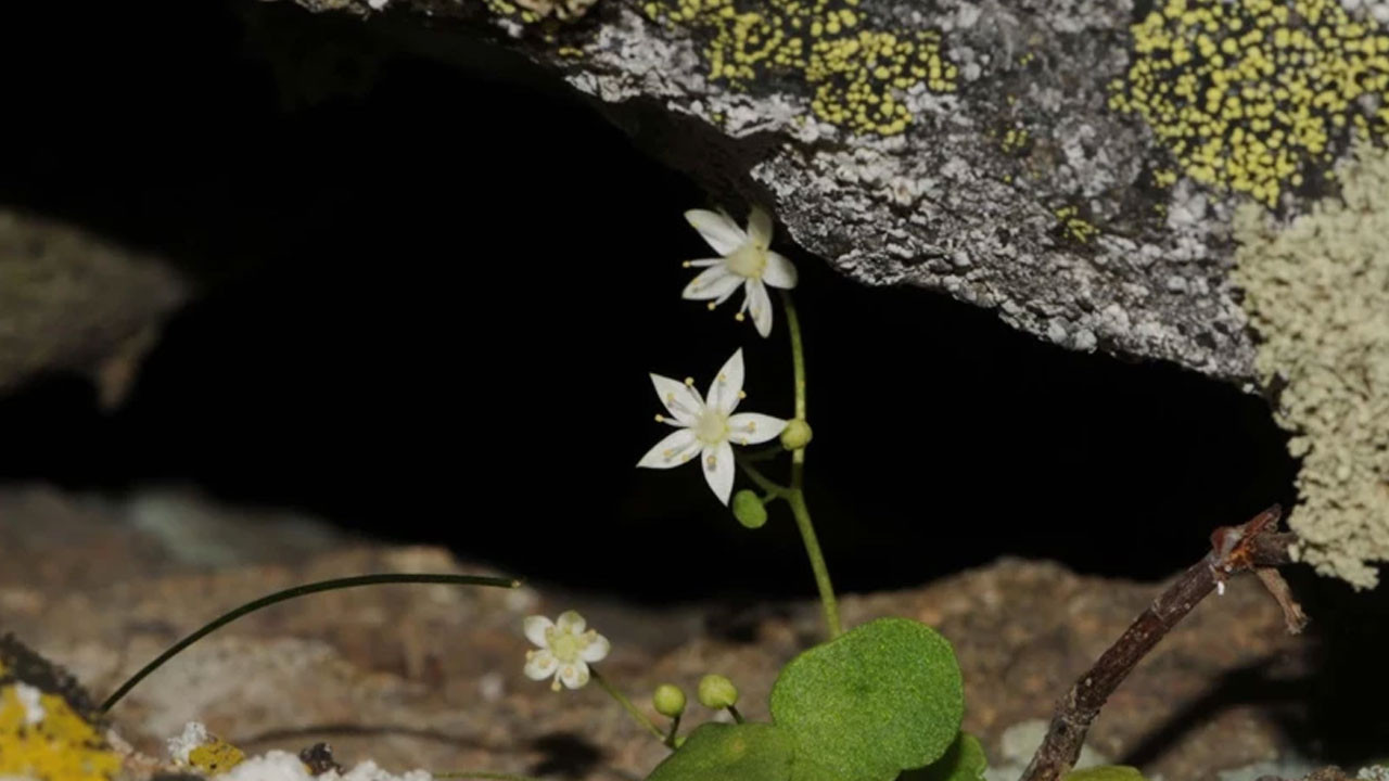 İlk kez İzmir’de görüldü: Yeni bitki türü