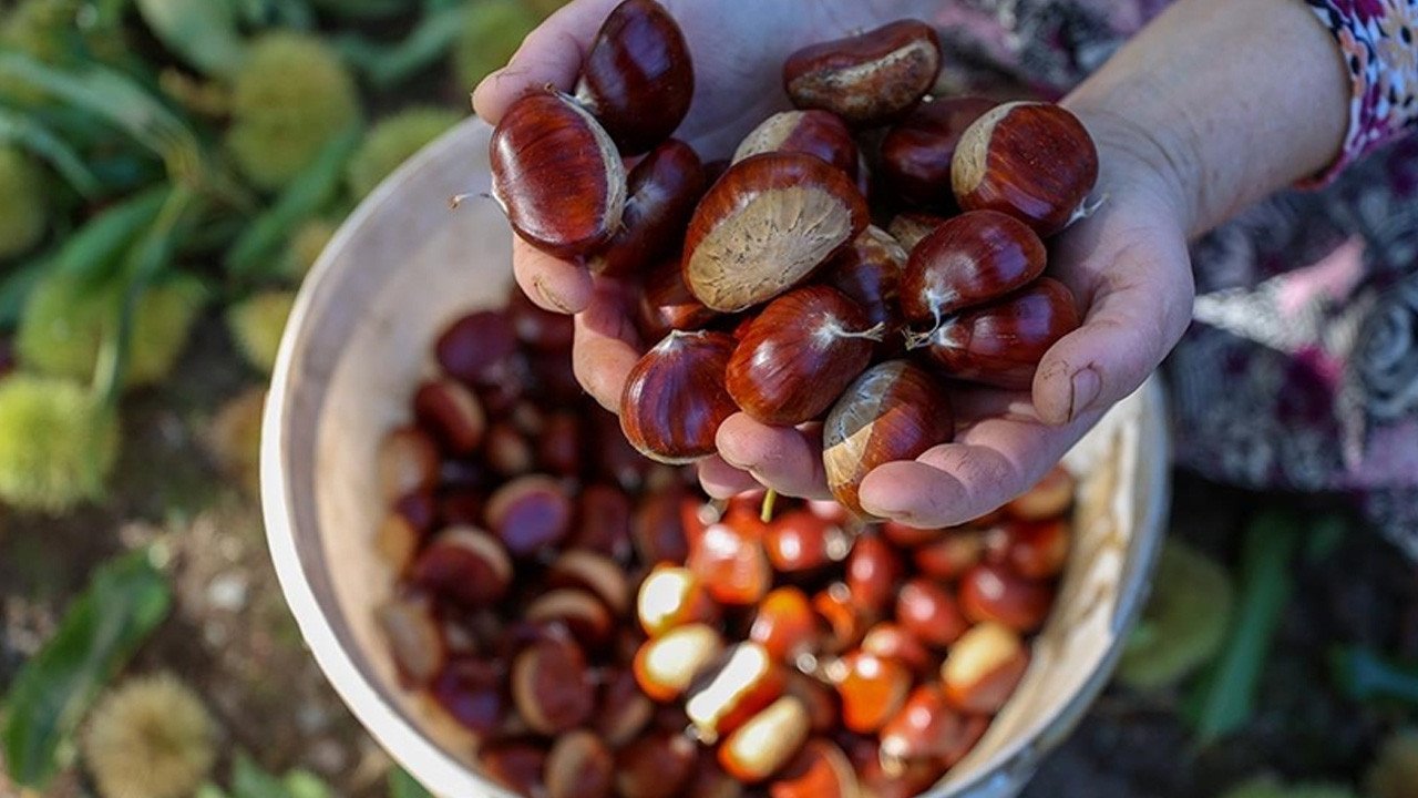 Kestane seçerken gözden kaçırmayın: Taze mi bayat mı anında anlaşılır