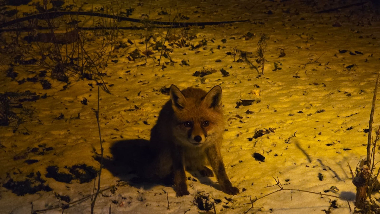 Kartepe’de yiyecek arayan tilkiyi, eliyle besledi