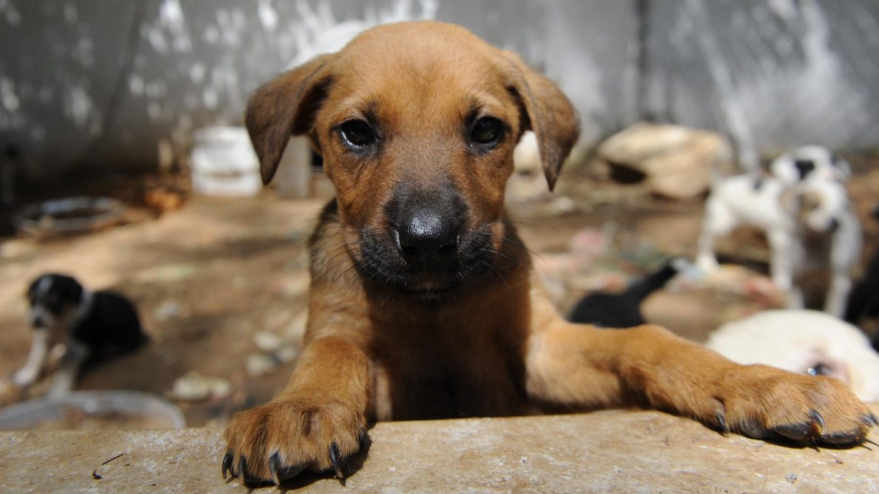 Sokak hayvanları için belediye başkanları markajda