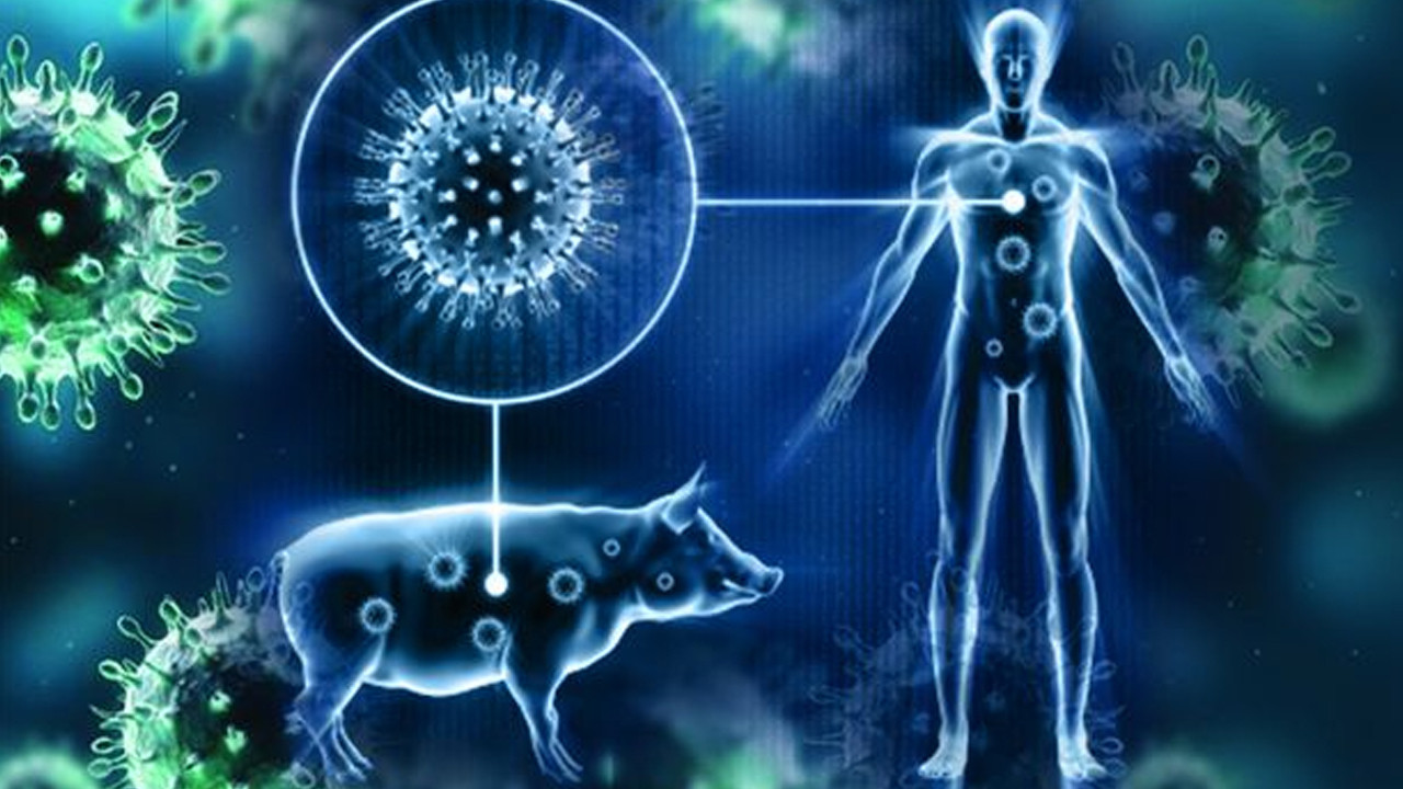 Uzmanlardan domuz gribiyle ilgili korkutan açıklamalar