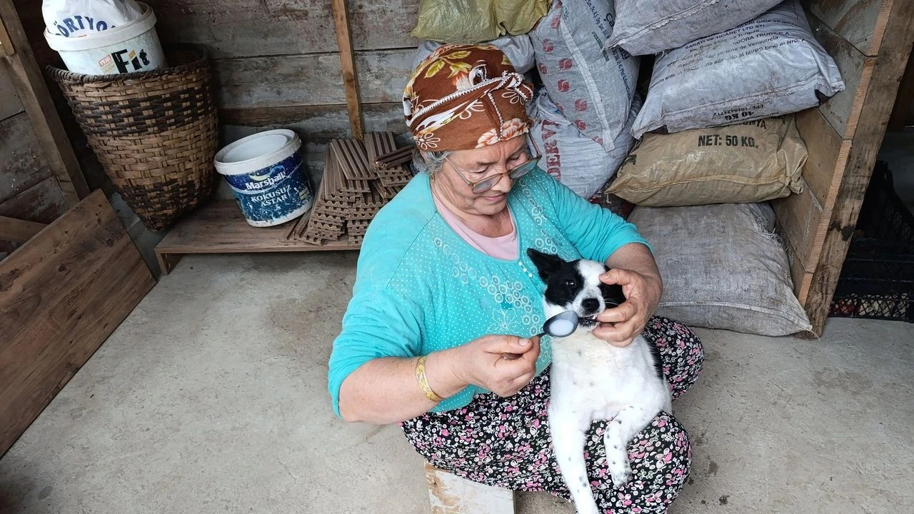 Yaralı köpeği anne şefkatiyle hayata döndürdü