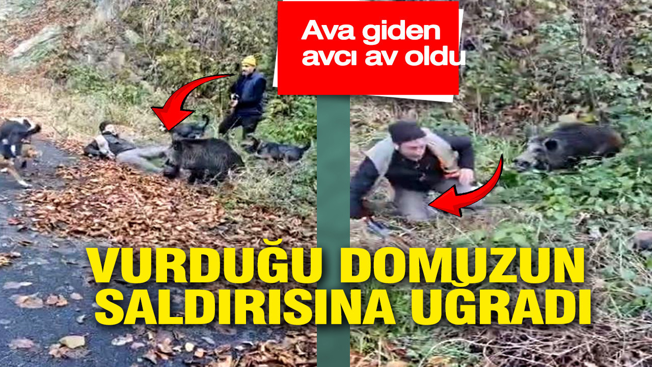 Ava giden avcı av oldu: Vurduğu domuzun saldırısına uğradı