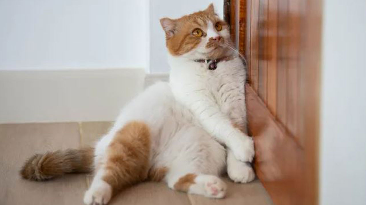 Kediler kapalı kapılara neden tahammül edemiyor? Gerçek ortaya çıktı
