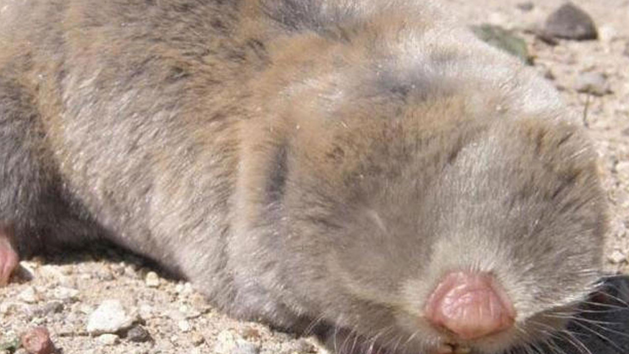 Kör köstebeğin 3 yeni türü keşfedildi