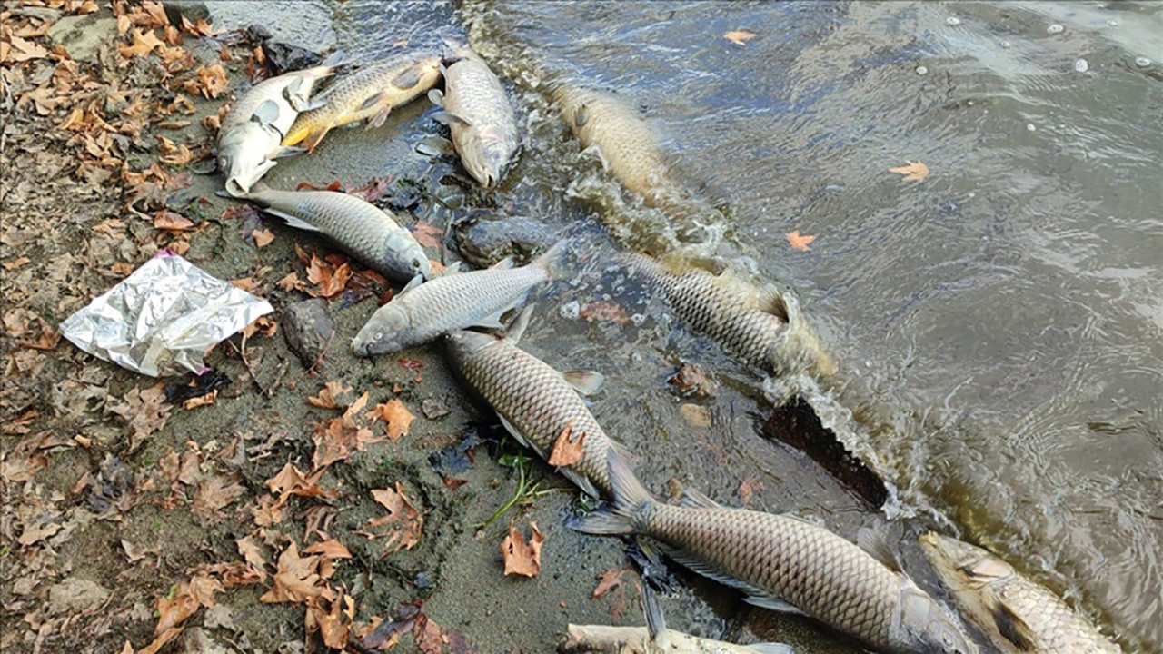'Science' dergisi açıkladı: Balıklar için görünmez katil: Tarım ilaçları