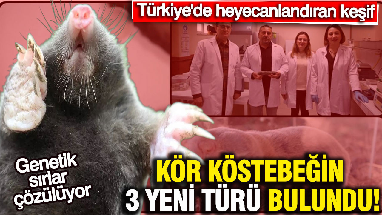Türkiye'de heyecanlandıran keşif: Kör köstebeğin 3 yeni türü bulundu: Genetik sırlar çözülüyor