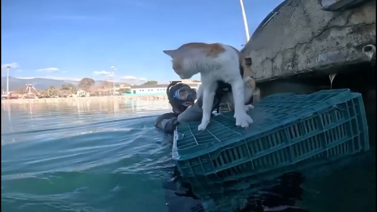 Edremit’te iskelenin altında mahsur kalan kediyi balık adamlar kurtardı