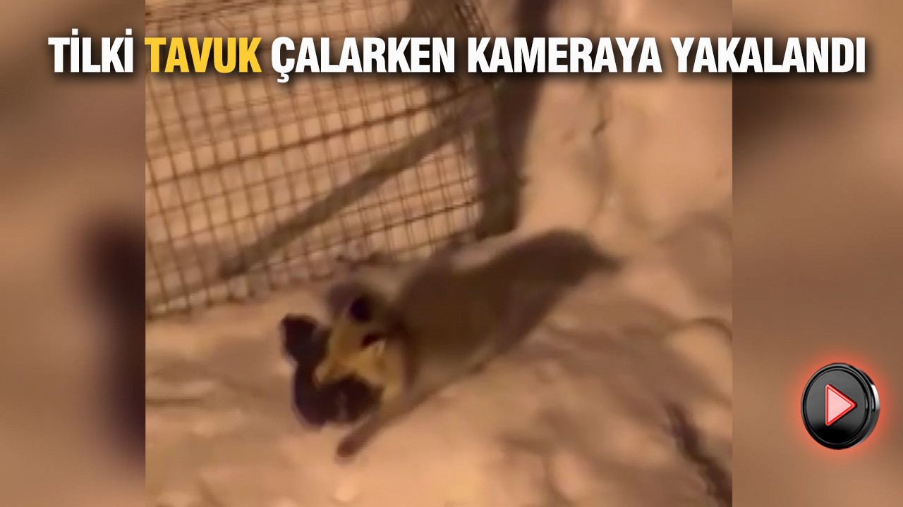 Tilki tavuk çalarken kameraya yakalandı: Karla kaplı dağda yiyecek bulamadı