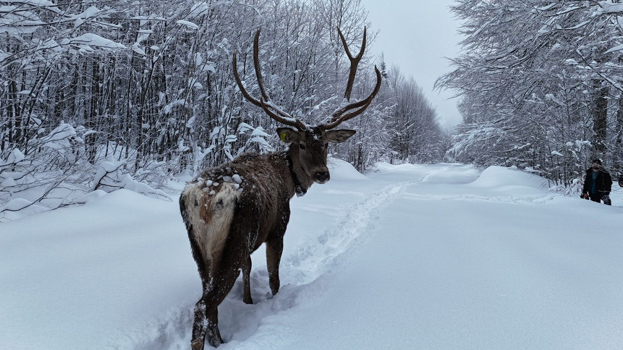 Kızıl geyik görenleri büyüledi