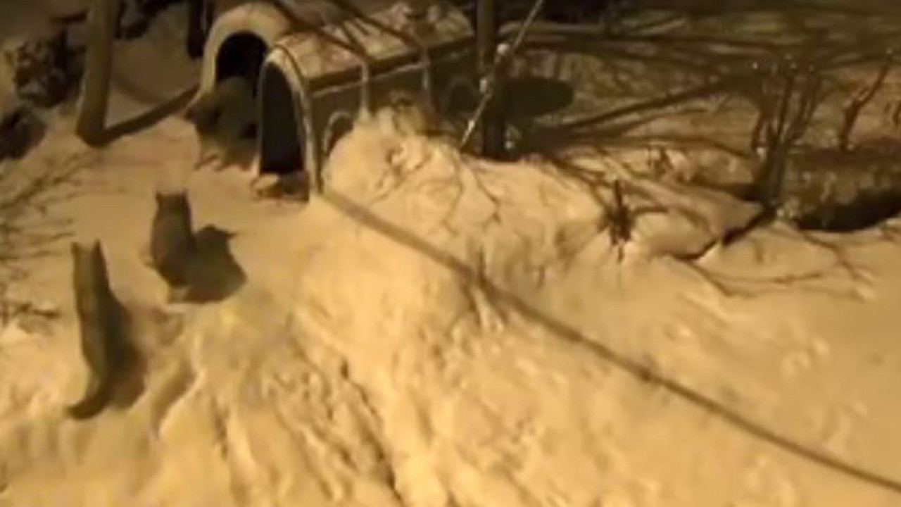 Artvin’de cesur bekçi köpeği 6 kurda böyle meydan okudu