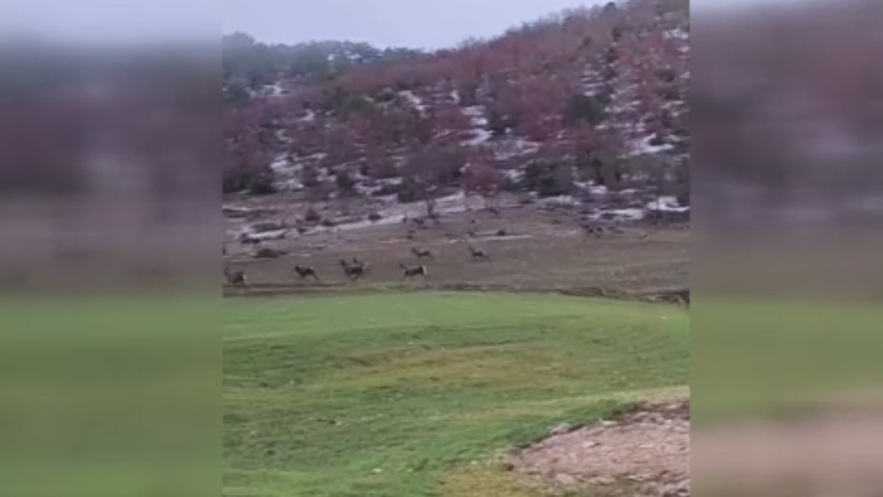 Beypazarı’nda yaban geyikleri yola indi