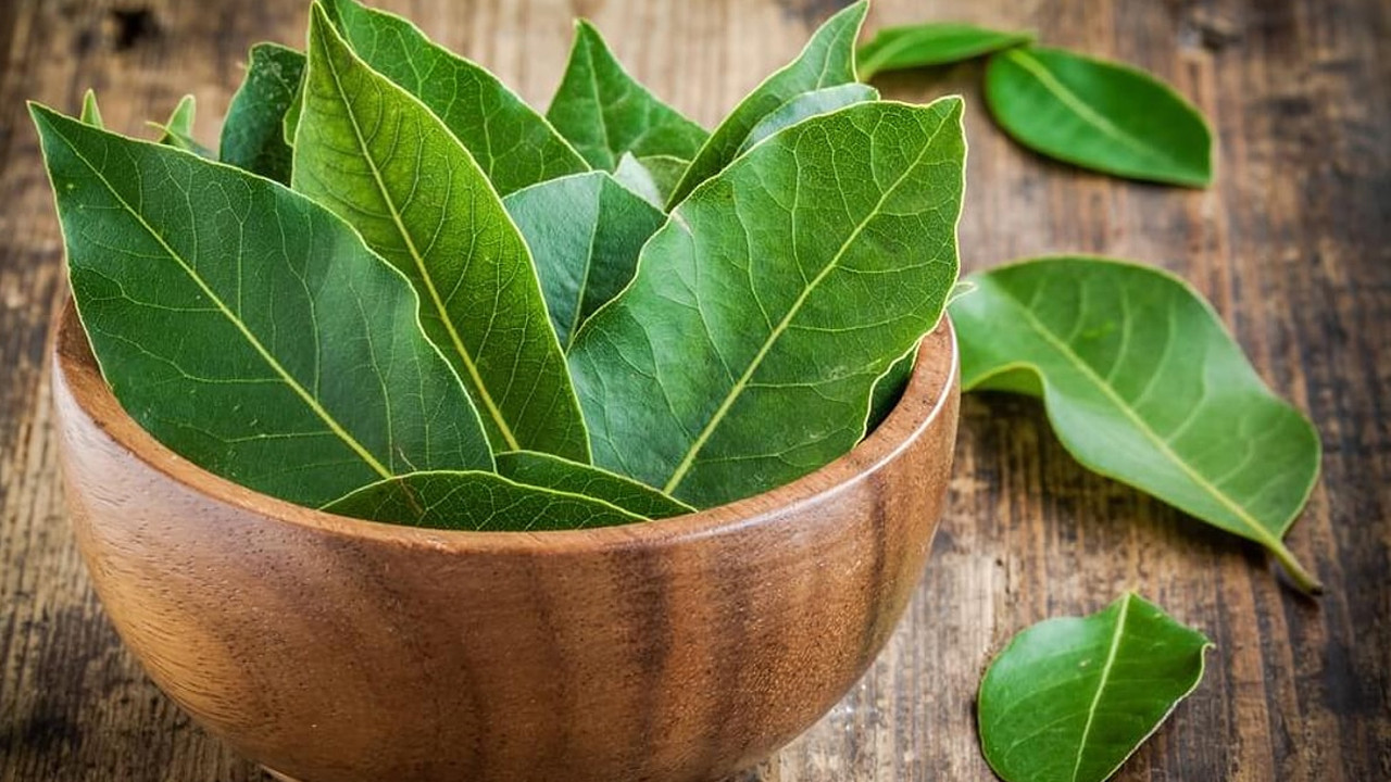 Cüzdanı dolu tutmanın sırrı: Defne yaprağı parayı mıknatıs gibi çeksin