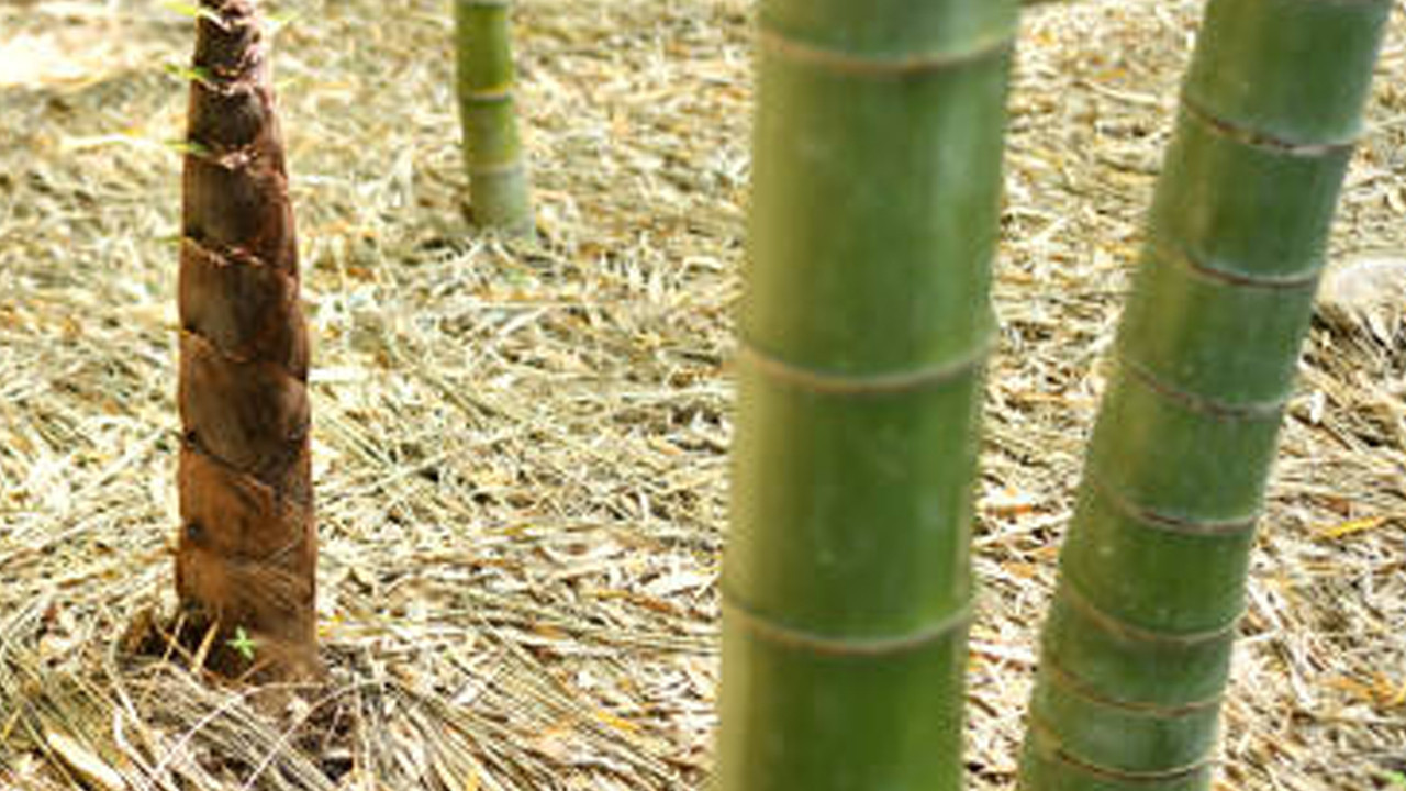 Diyabet ve obeziteye birebir iyi geliyor... Kronik hastalıklarla mücadele ediyor