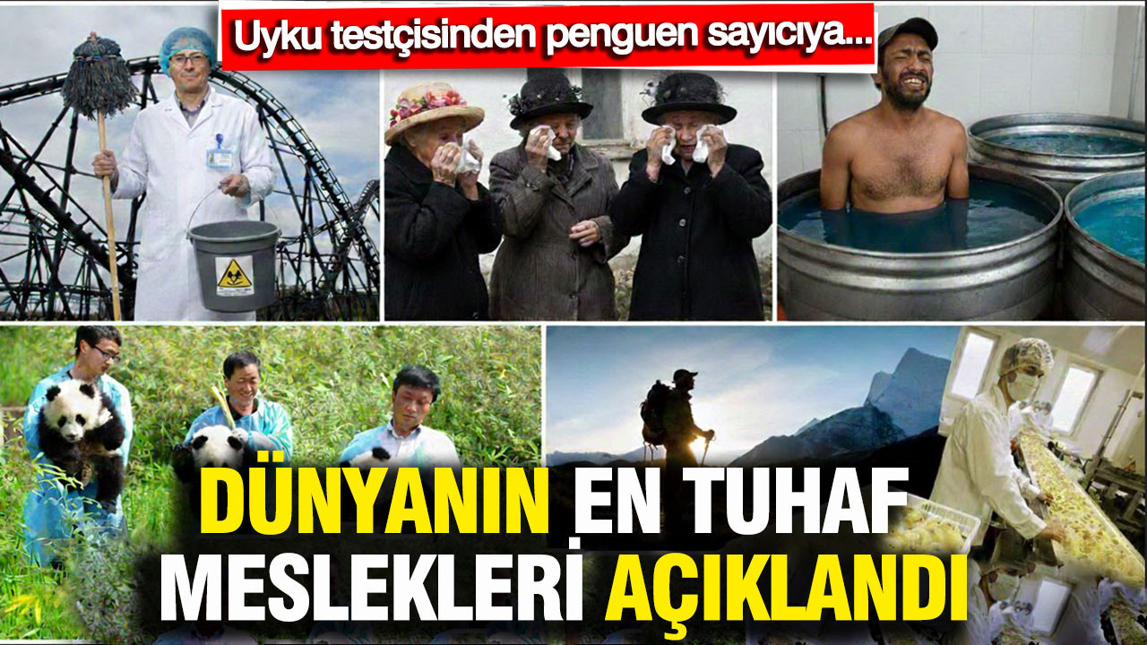 Dünyanın en tuhaf meslekleri açıklandı: Bu işleri yapanlar var mı? Uyku testçisinden penguen sayıcıya…