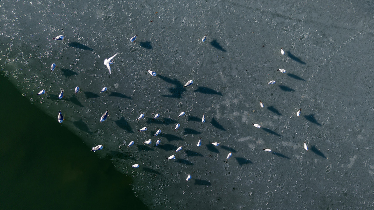 Pınarbaşı ve Orduzu göleti dondu: Kuşlar için karanlık günler