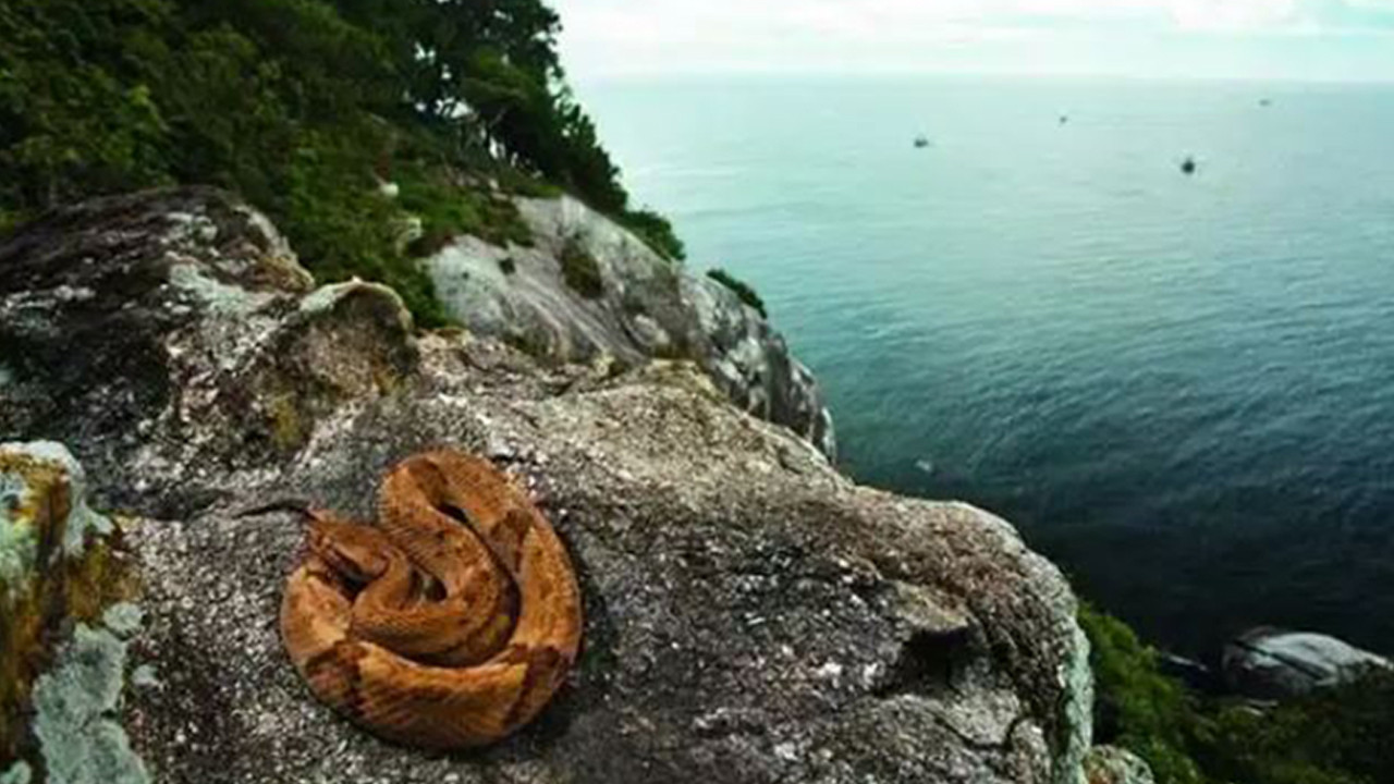 Dünyanın en tehlikeli kara parçası… Ayak basan son nefesini veriyor