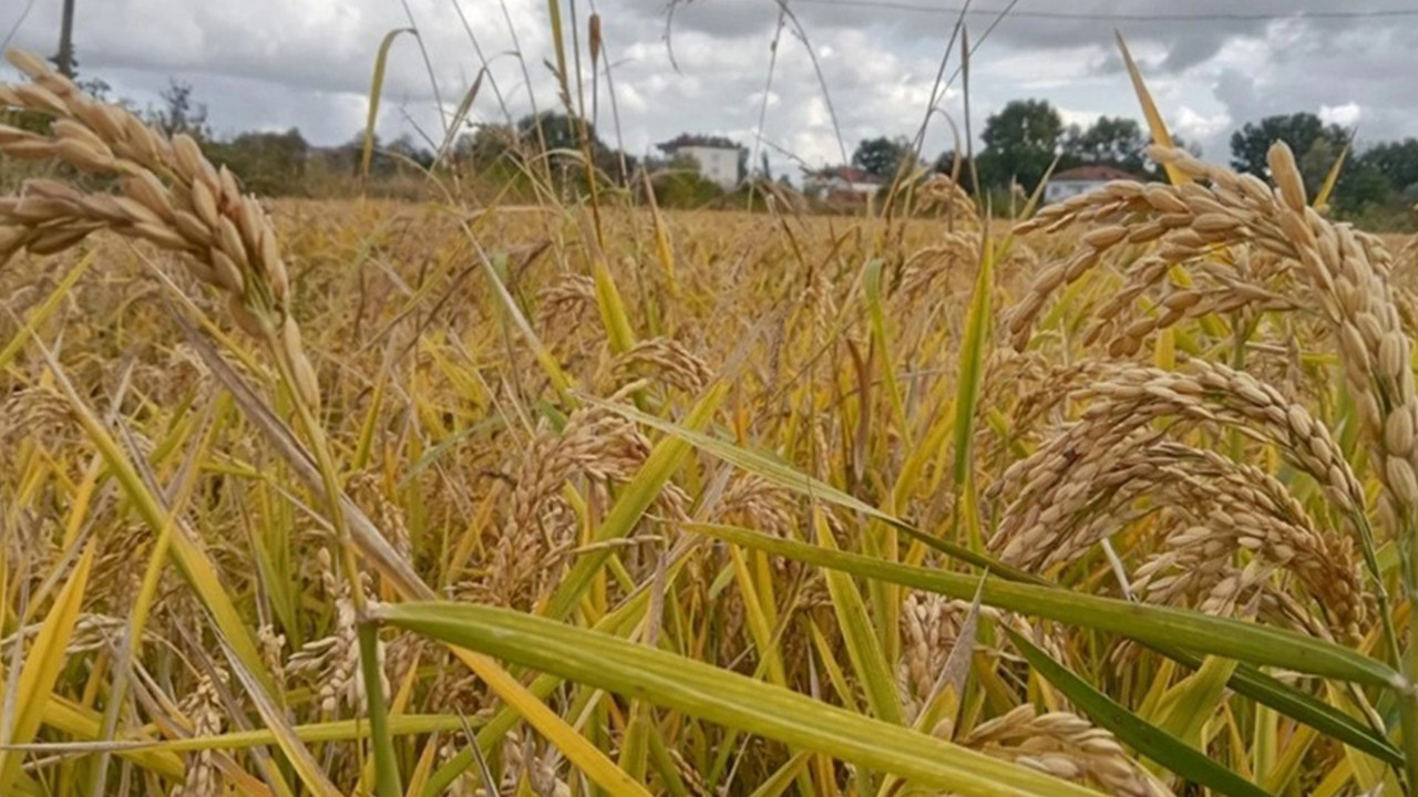 TMO, çeltik alım fiyatları duyuruldu: 26 Ocak'ta başlayacak