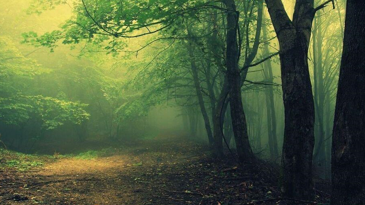 Ürküten ormanların sırrı çözülemiyor... Bu da 'Bermuda Şeytan Üçgeni' ormanları