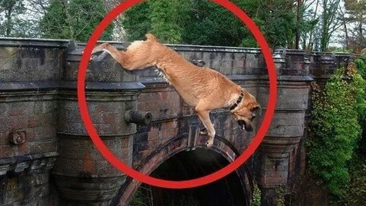 Köpeklerin intihar ettiği yer gizemini koruyor... Hayvanseverlerin kabus yeri