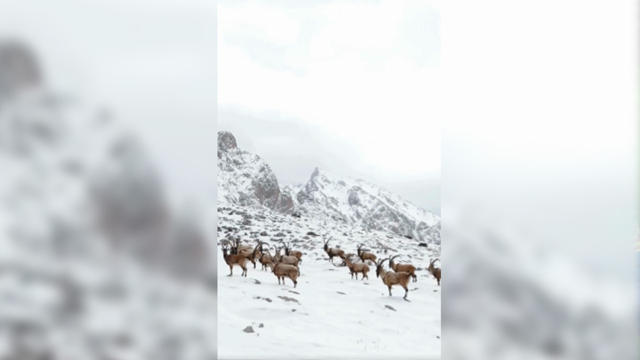 Karlı dağların zirvesindeki yaban keçileri: Doğanın gücü ve zarafeti