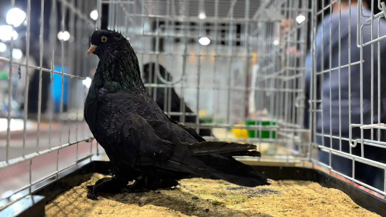 Milyonluk kuşlar Ankara’yı salladı: Uluslararası çılgınlık