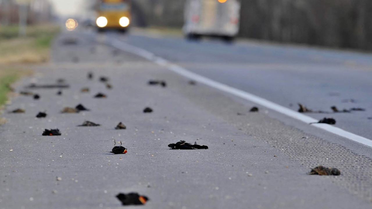 Kuşların esrarengiz ölümü... Lanet mi?