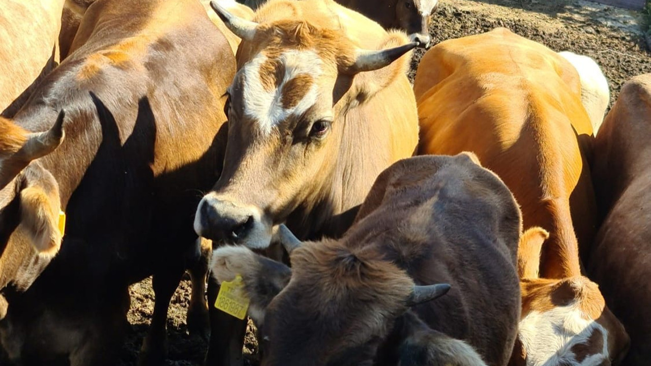Ortaköy’de şap alarmı: 9 yerleşim yeri karantinaya alındı