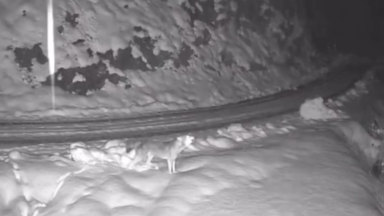 Aç kalan kurt köyde kameraya yakalandı